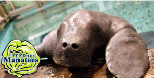manatee