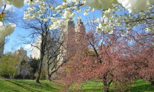 cherry-blossom-nyc-cc-vegetablepredator-at-flickr